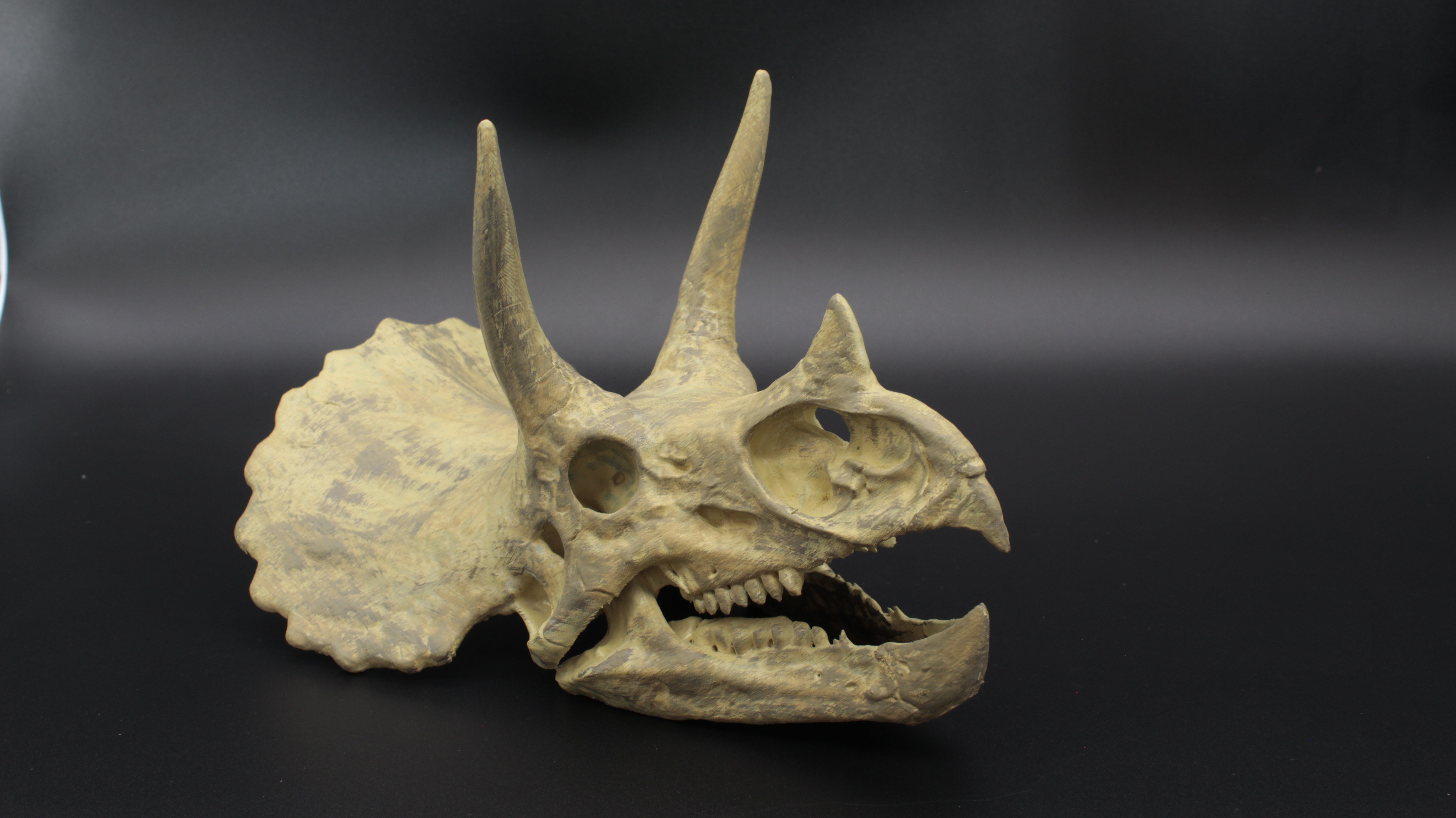 TRİCERATOPS DİNOZOR KAFATASI
