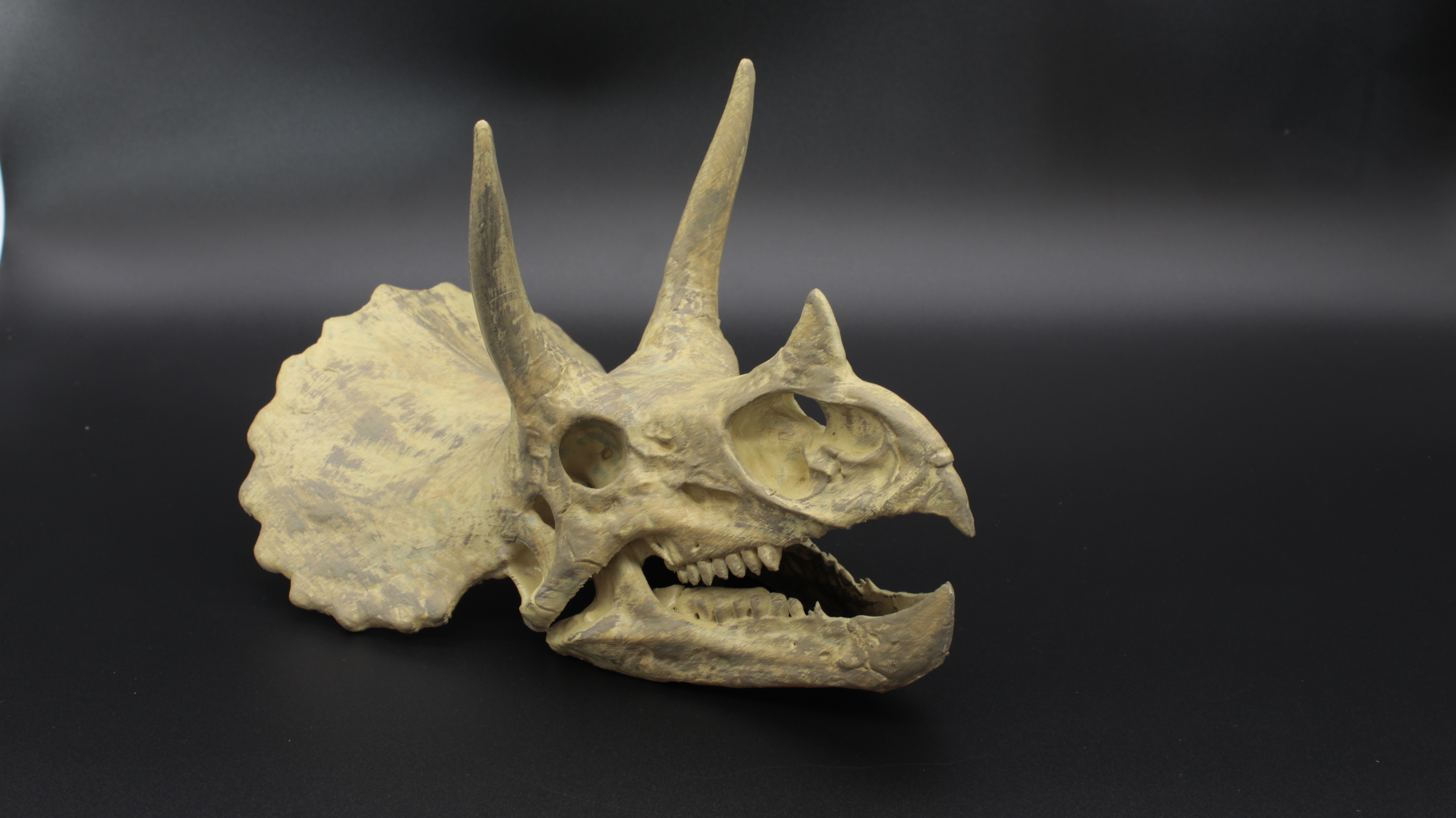 TRİCERATOPS DİNOZOR KAFATASI