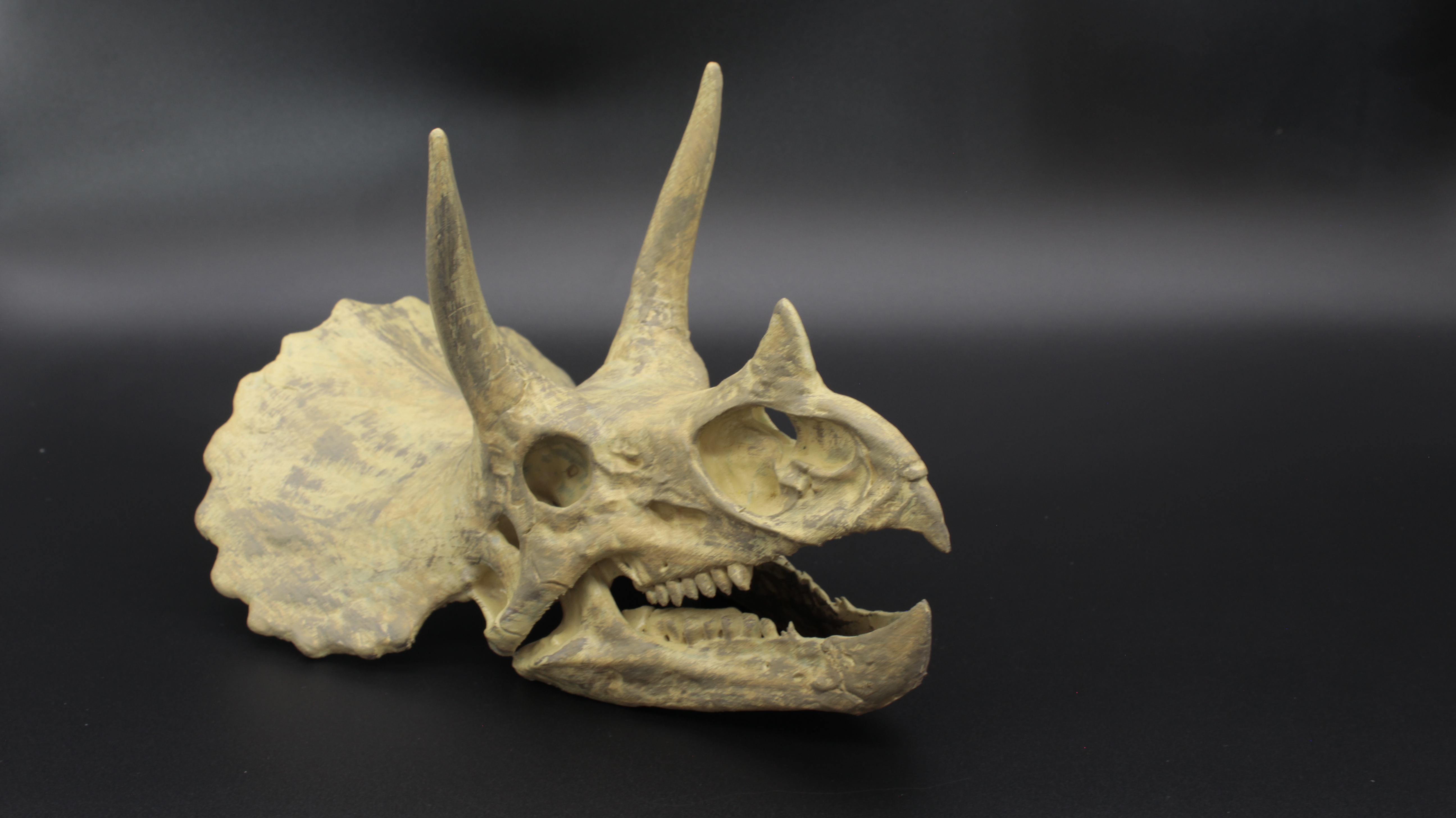 TRİCERATOPS DİNOZOR KAFATASI
