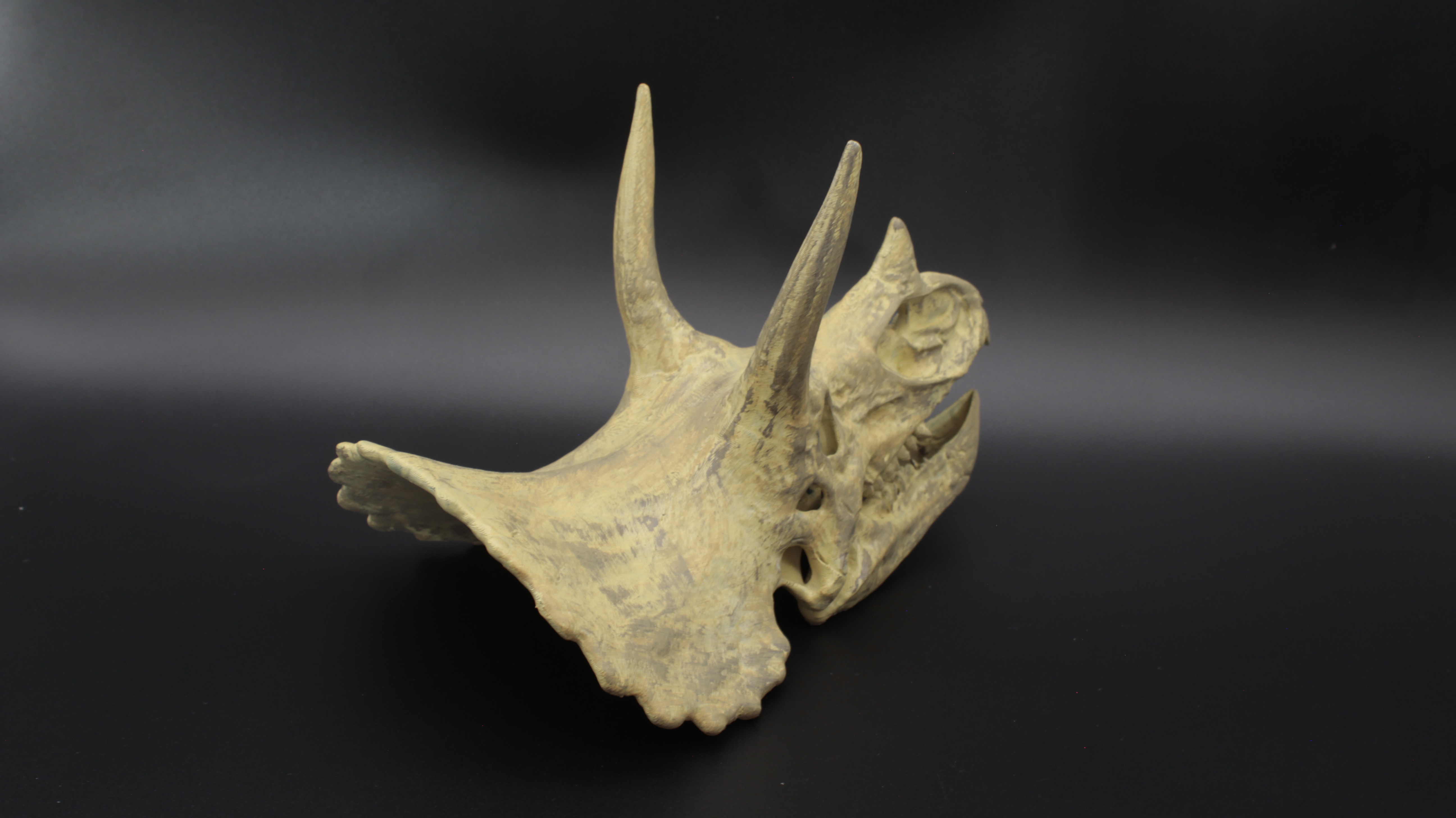 TRİCERATOPS DİNOZOR KAFATASI