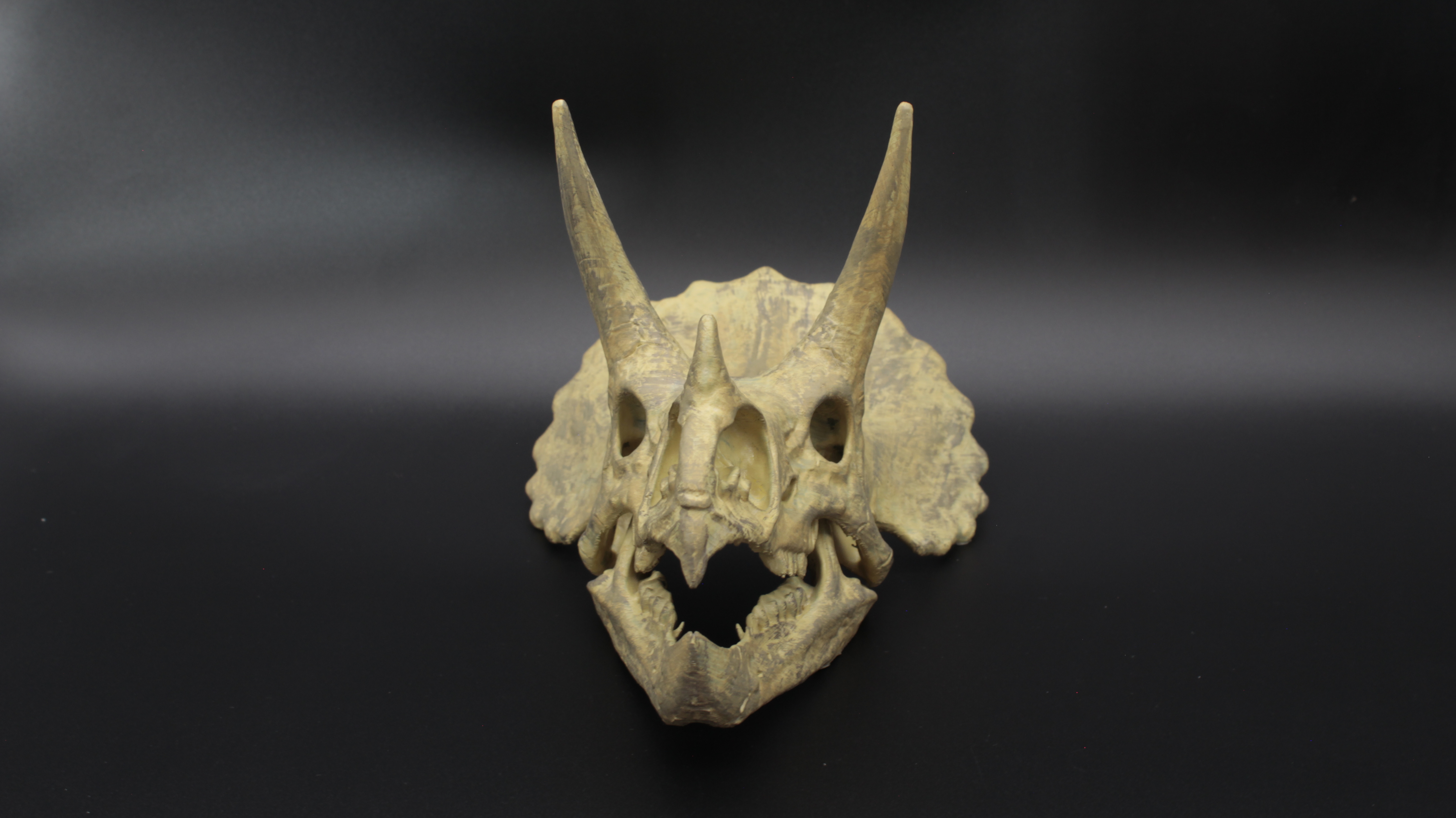 TRİCERATOPS DİNOZOR KAFATASI