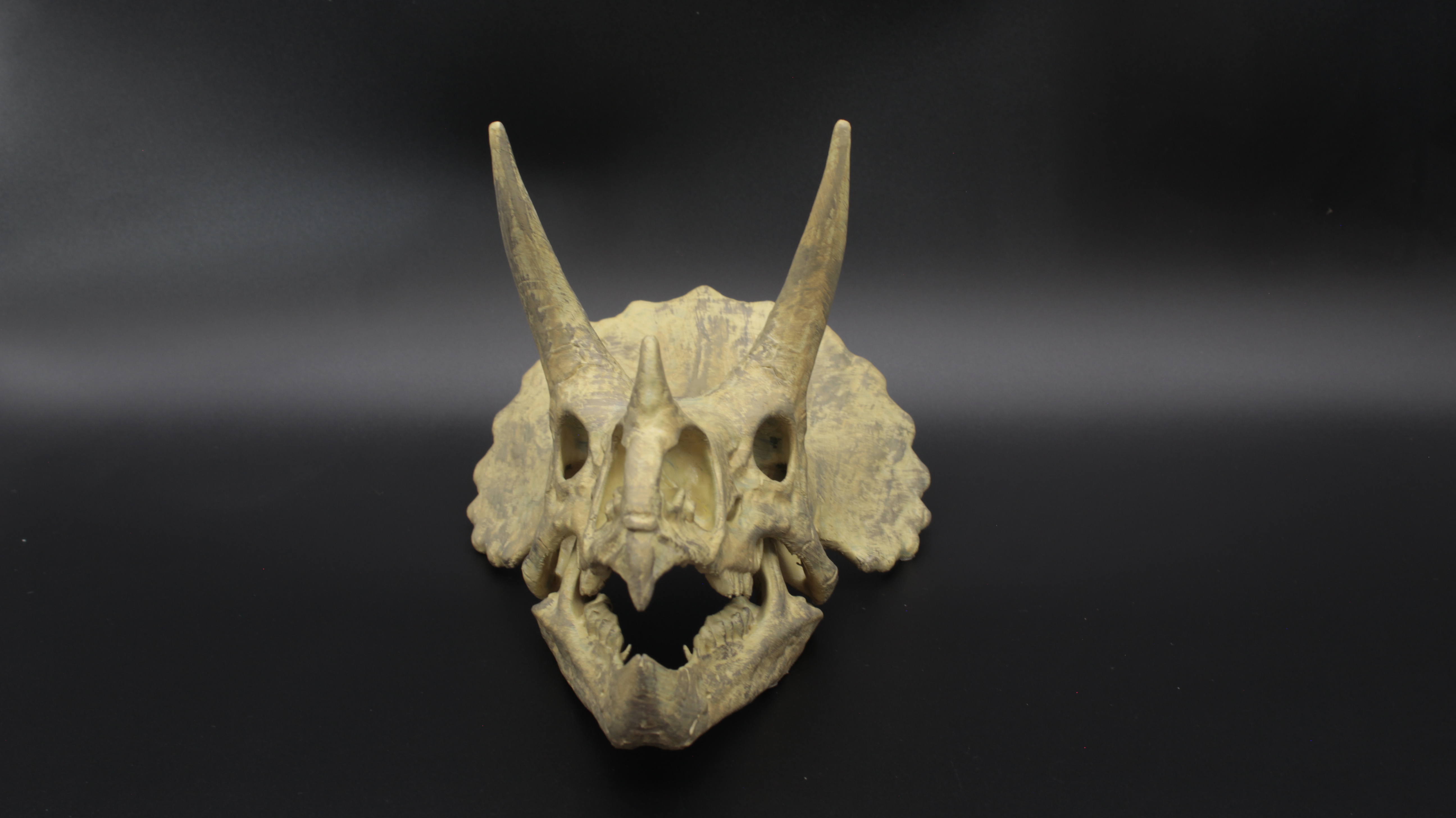 TRİCERATOPS DİNOZOR KAFATASI